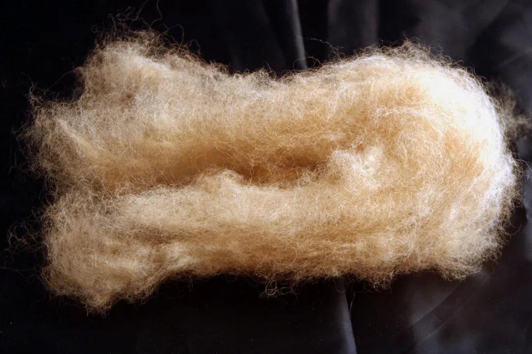 Vicuña Physical Characteristics, The Prized Fleece