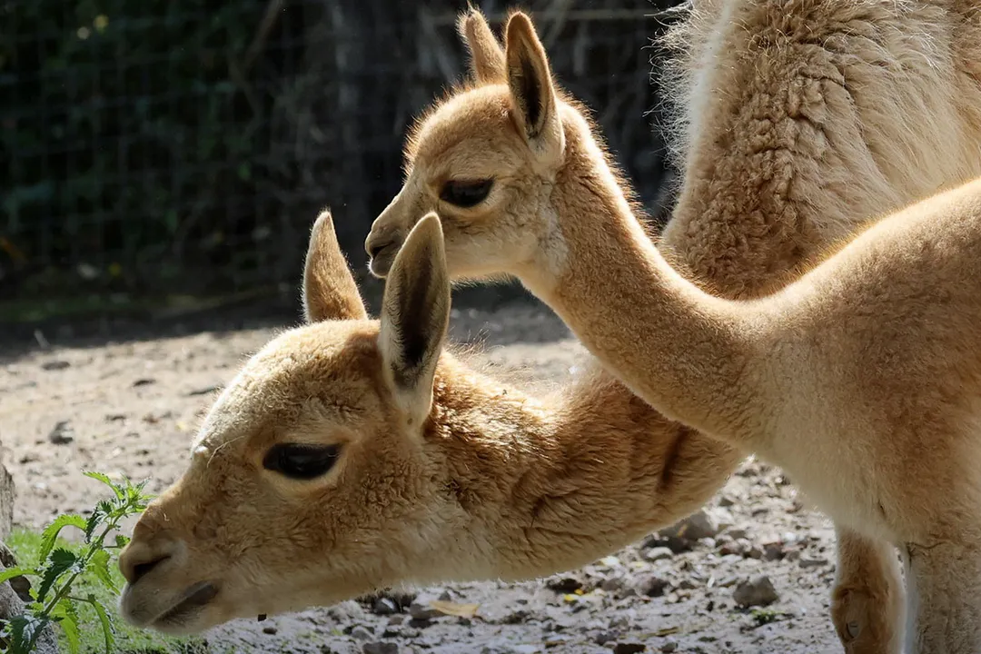 Vicuña Scientific Classification