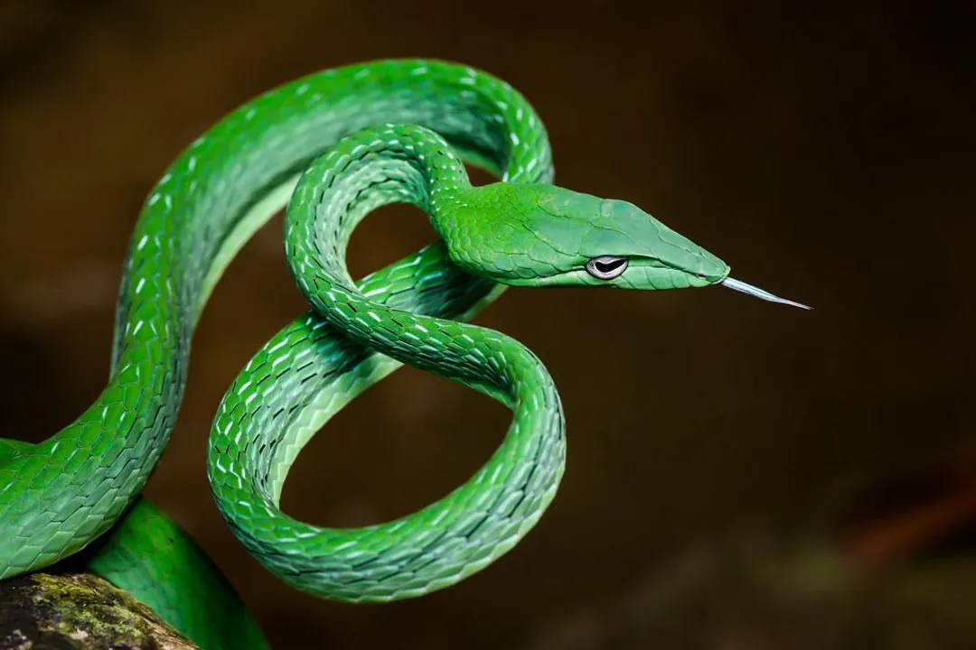 What are the primary natural prey items for the Asian Vine Snake?