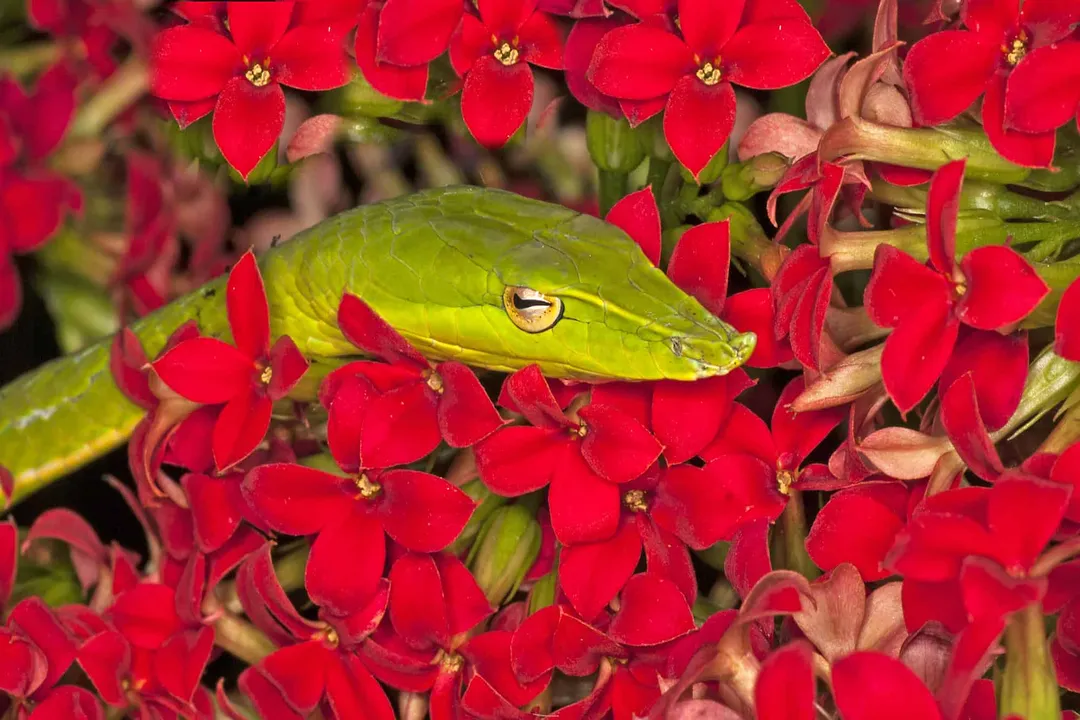 Vine Snake Facts, Ocular Differences