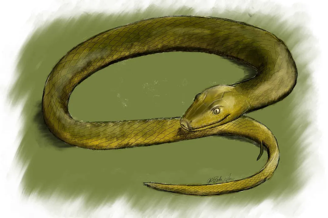 Vine Snake Facts, Arboreal Tactics