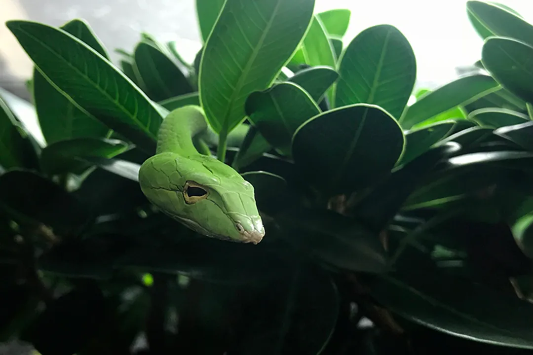 What is the northernmost geographic extent for the brown vine snake, Oxybelis aeneus?