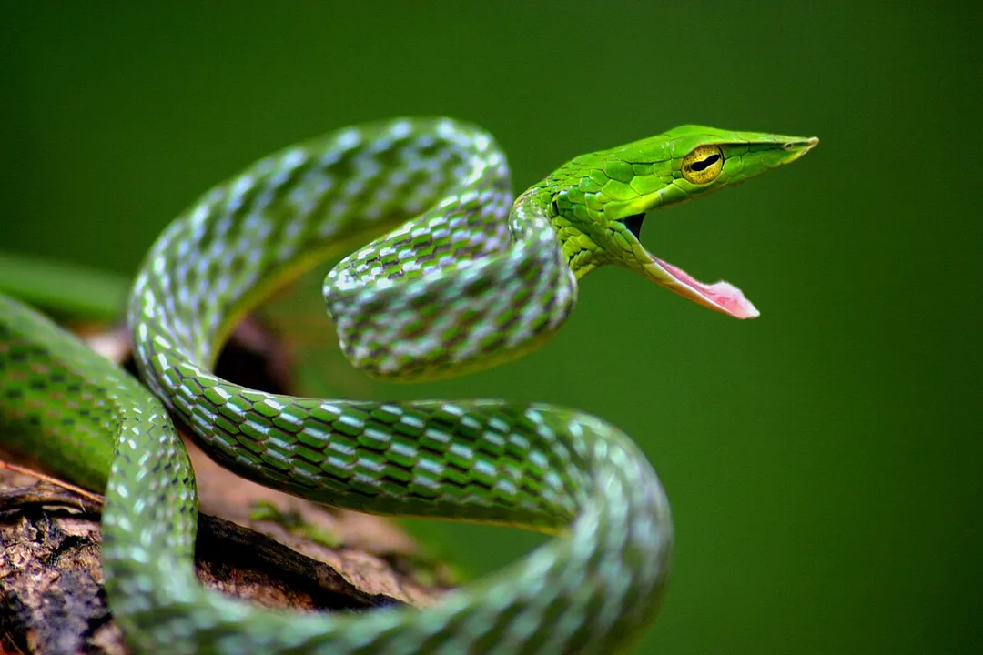 Vine Snake Physical Characteristics