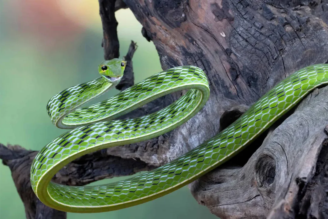Vine Snake Physical Characteristics, Slender Build