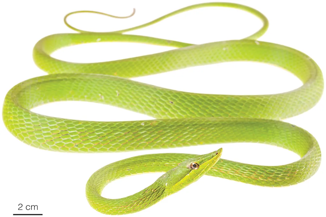 Vine Snake Scientific Classification, Taxonomic Hierarchy