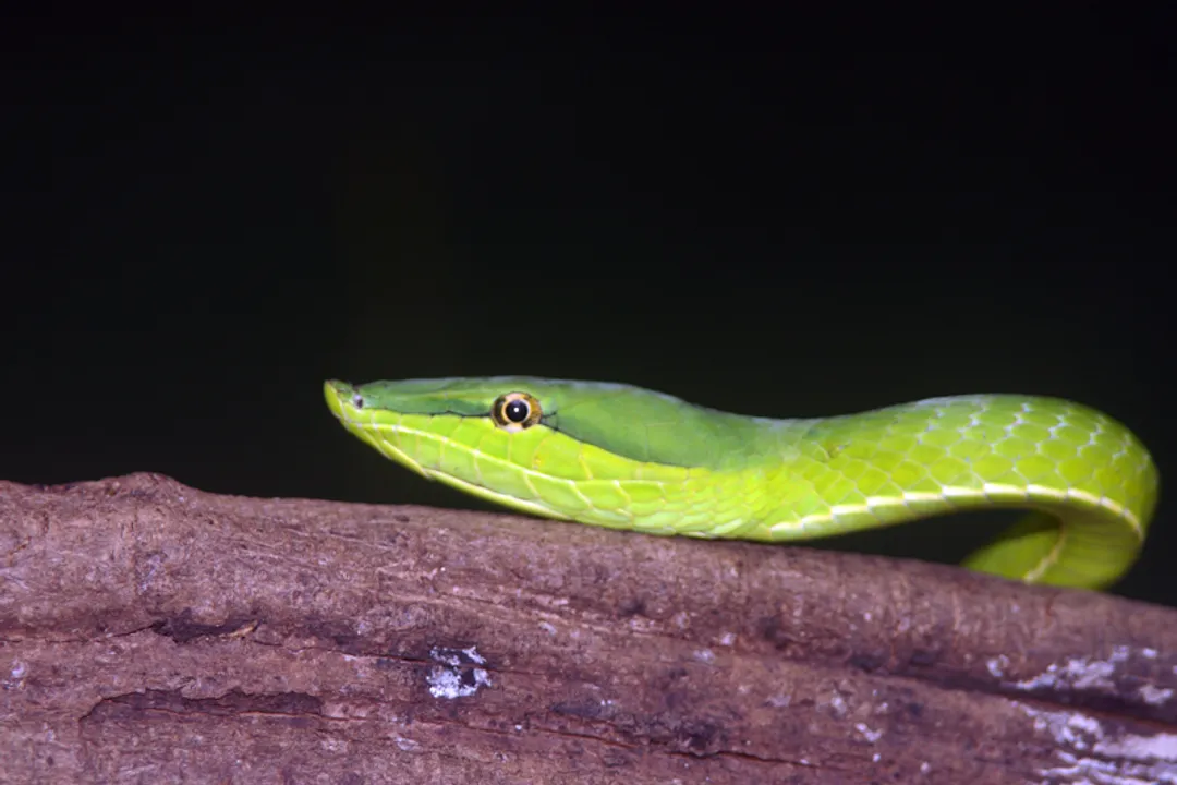 What do the Greek roots of the name Oxybelis describe about the snake?