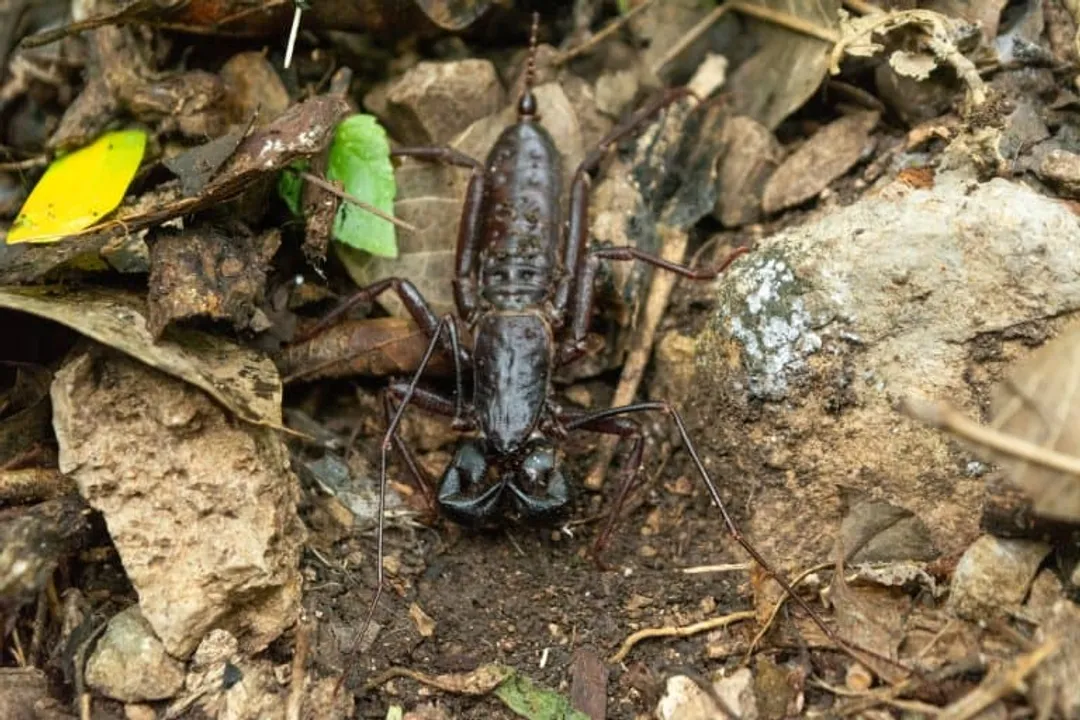 Vinegaroon Facts, Acid Spray