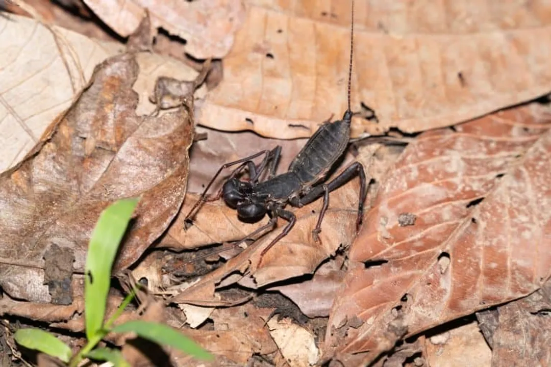 Vinegaroon Facts, Arachnid Identity