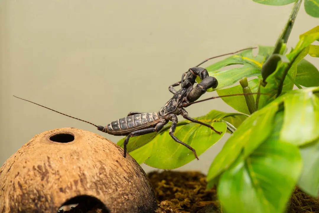 Vinegaroon Locations, Worldwide Presence