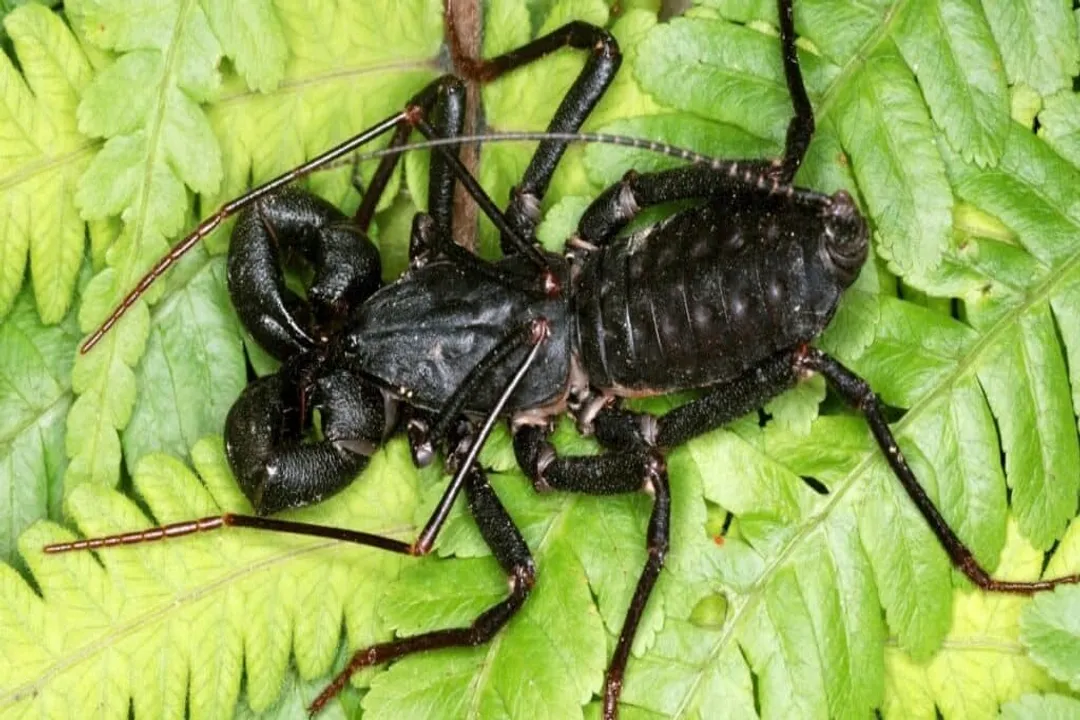 Vinegaroon Physical Characteristics, Body Color