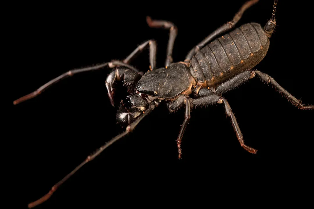 Vinegaroon Physical Characteristics, Total Size