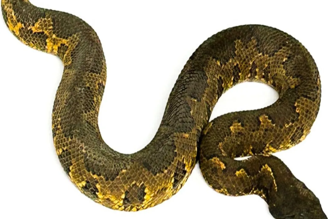 Viper Boa Diet, Prey Appropriateness