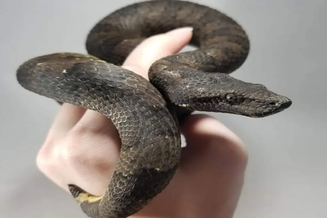 Viper Boa Evolution, Classification Roots