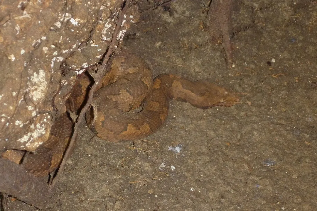 To which family does the reptile scientifically known as Candoia aspera belong?