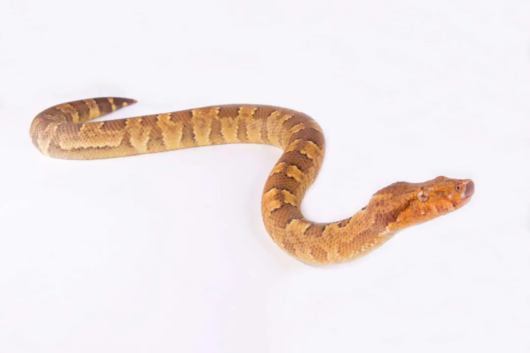 Viper Boa Facts, Appearance