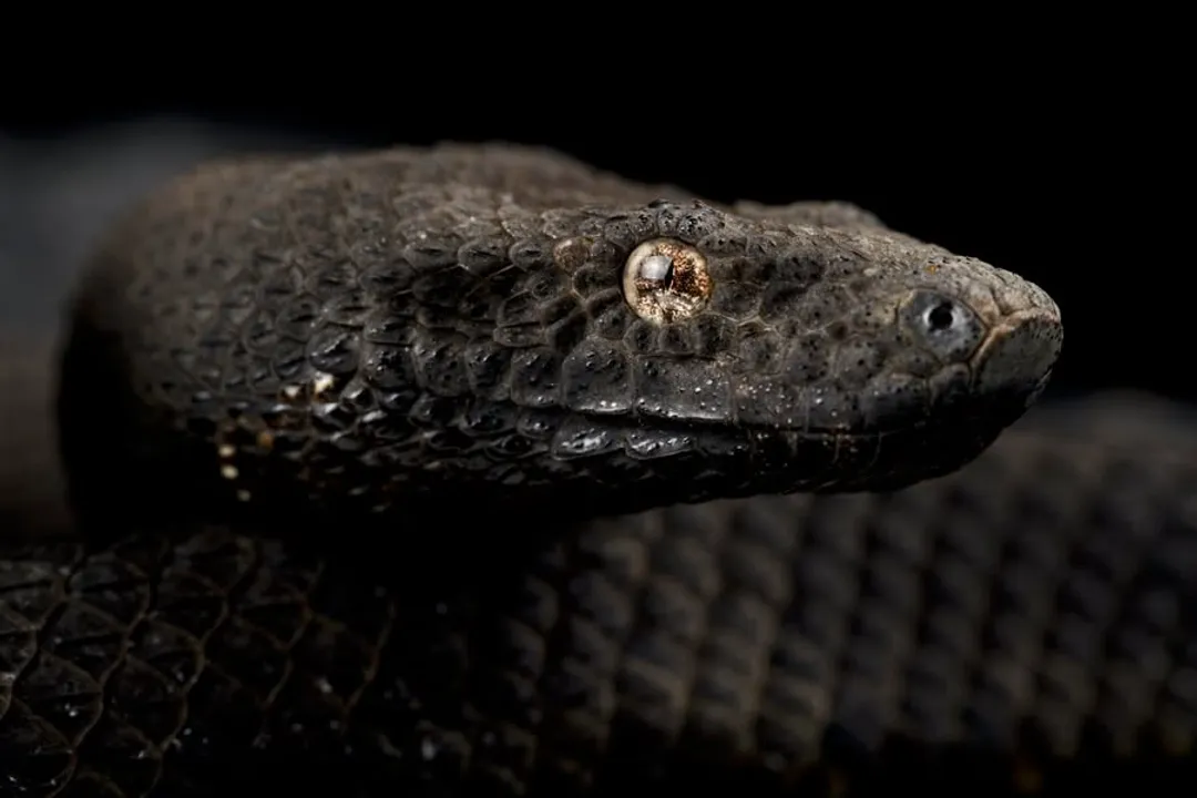 Viper Boa Locations, New Guinea Distribution