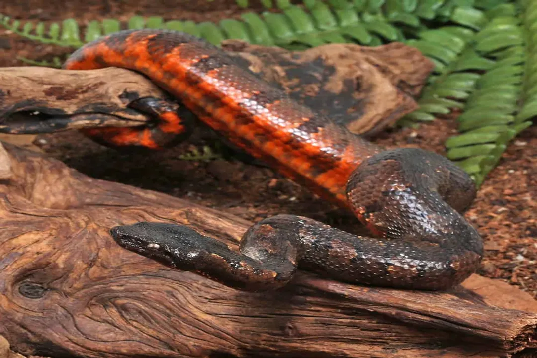 Viper Boa Physical Characteristics, Size and Stature