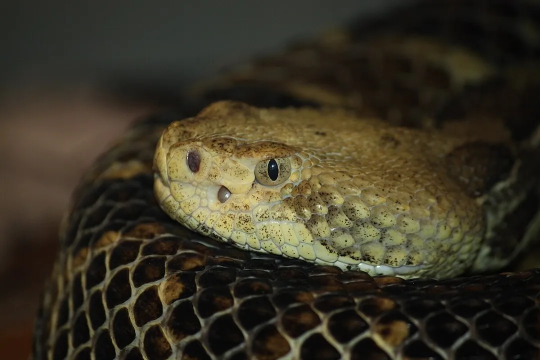 Which food sources are part of the natural diet of the Mangshan Pit Viper?