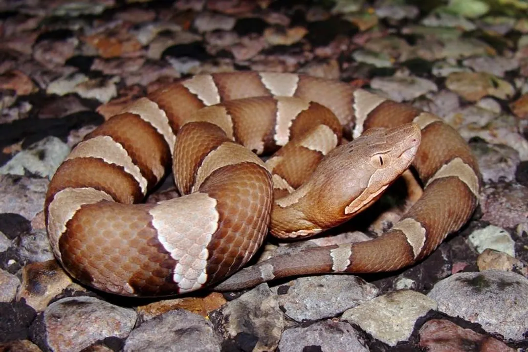 Viper Physical Characteristics, Head Structure