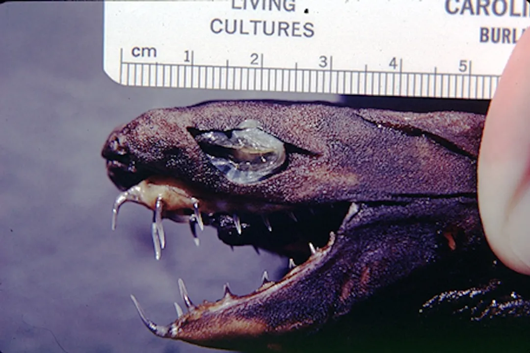 Viper Shark (dogfish) Facts