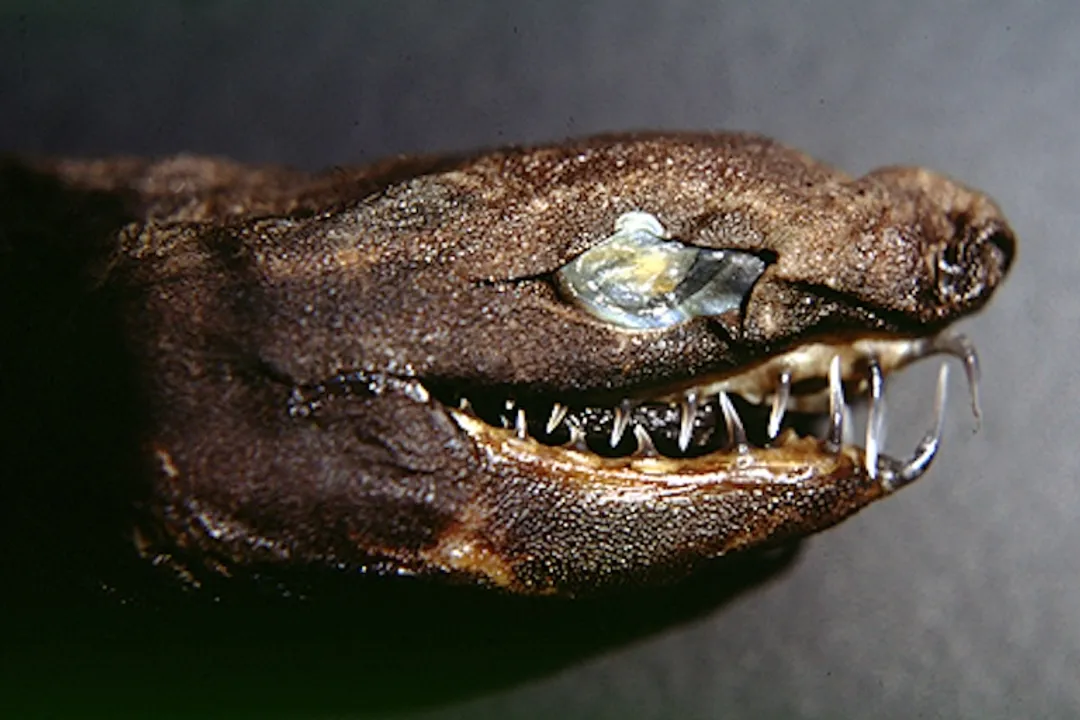 Viper Shark (dogfish) Facts, Deep Dweller