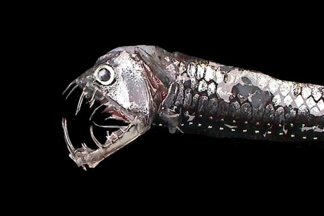 Viperfish Diet