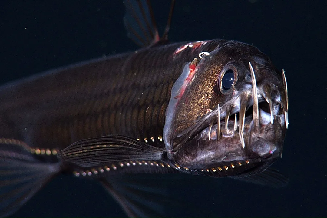 Viperfish Evolution, Light Production
