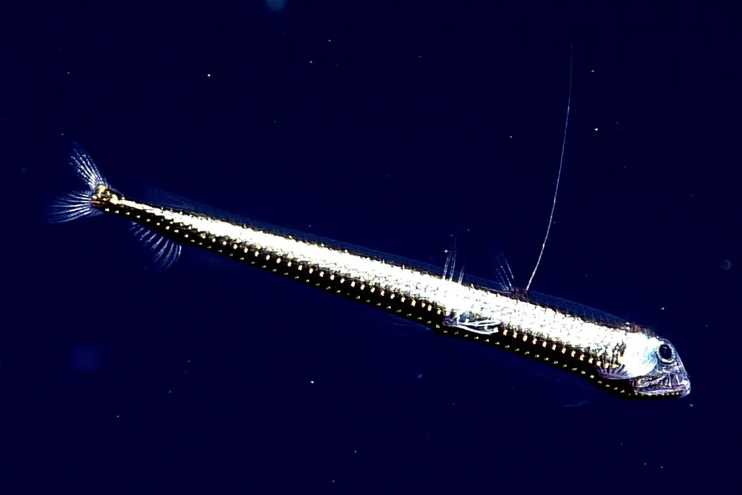 Viperfish Evolution, Habitat and Migration