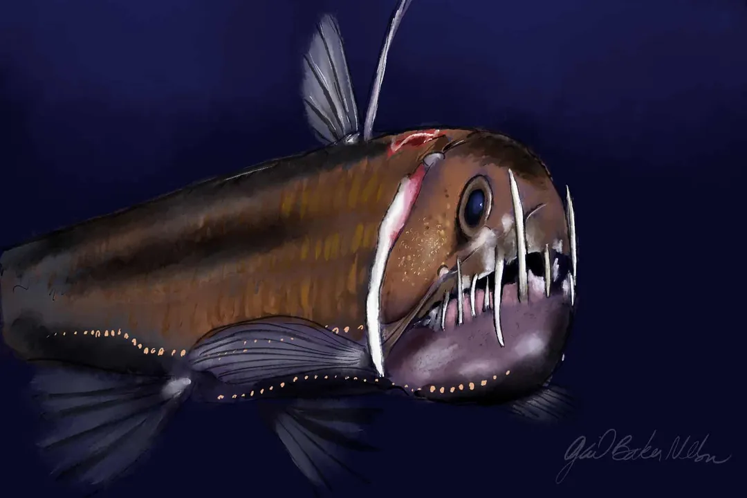 Viperfish Facts, Light Use