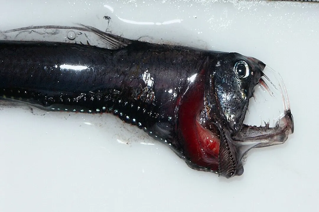 Viperfish Facts, Fang Structure
