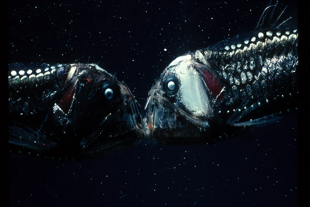 Viperfish Facts, Feeding Strategy