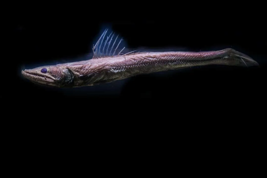 Viperfish Scientific Classification, Kingdom Rank