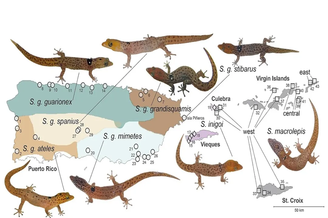 Virgin Islands Dwarf Gecko Evolution, Genus Lineage