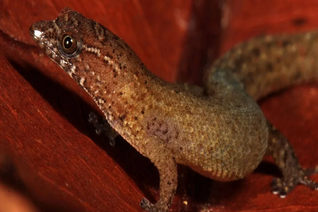 Virgin Islands Dwarf Gecko Physical Characteristics, Extreme Dimensions