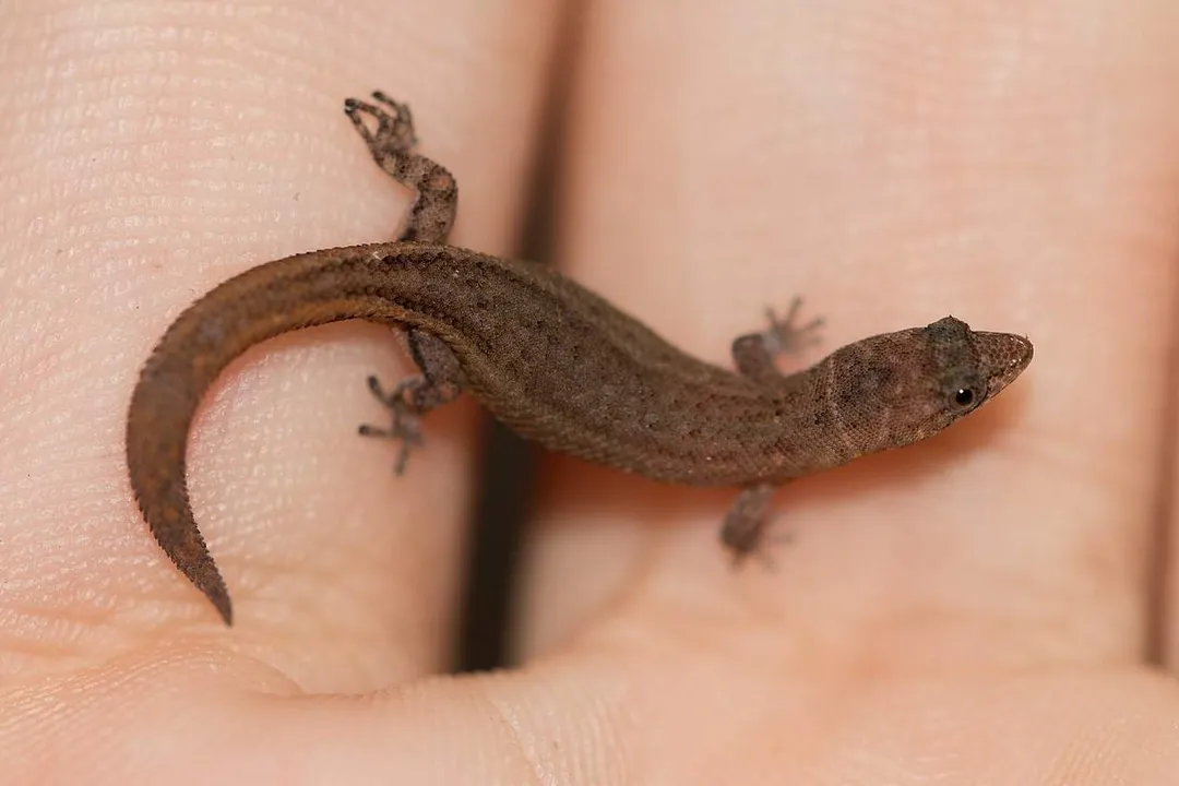 Virgin Islands Dwarf Gecko Physical Characteristics