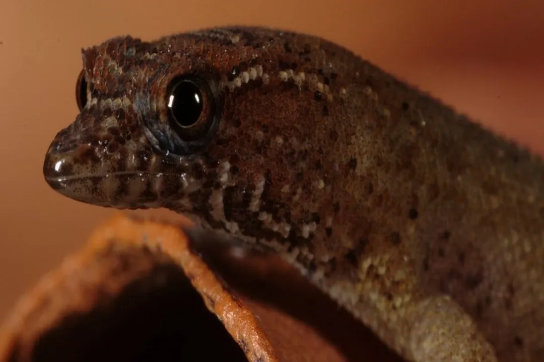 Virgin Islands Dwarf Gecko Scientific Classification, Kingdom and Phylum