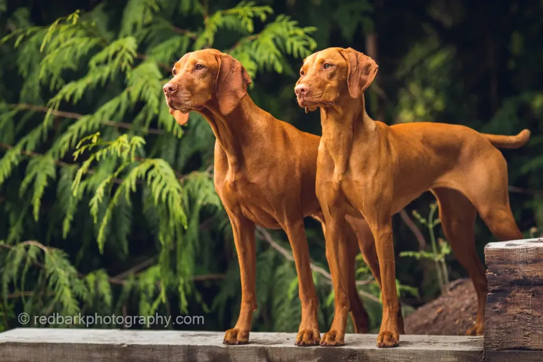 Vizsla Facts, Temperament Profile