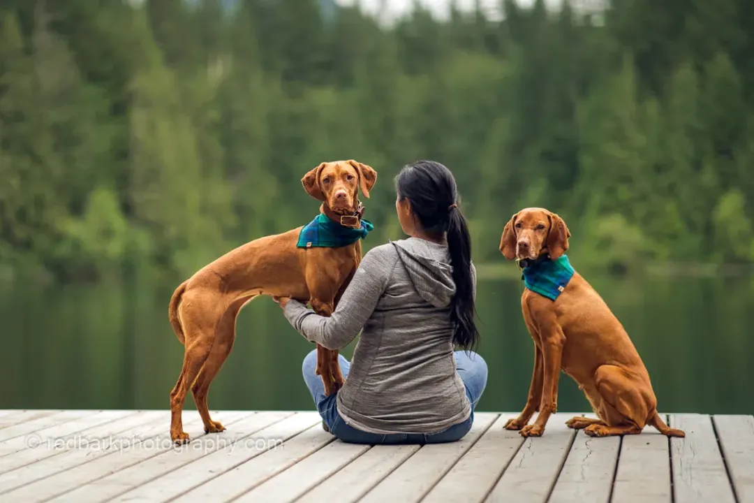 Vizsla Facts, Physicality and Coat