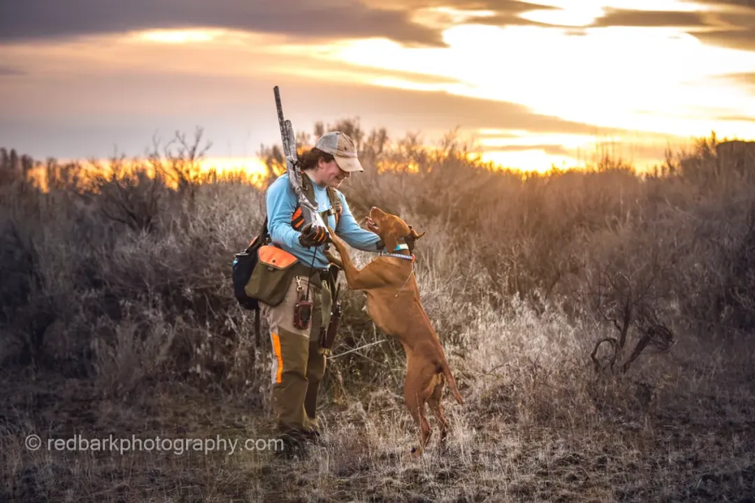 Vizsla Facts, Energy Demands