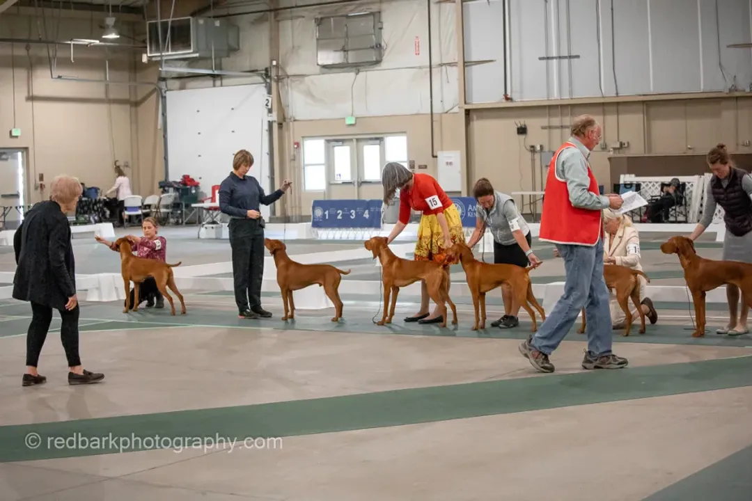 Vizsla Facts, Hungarian Roots