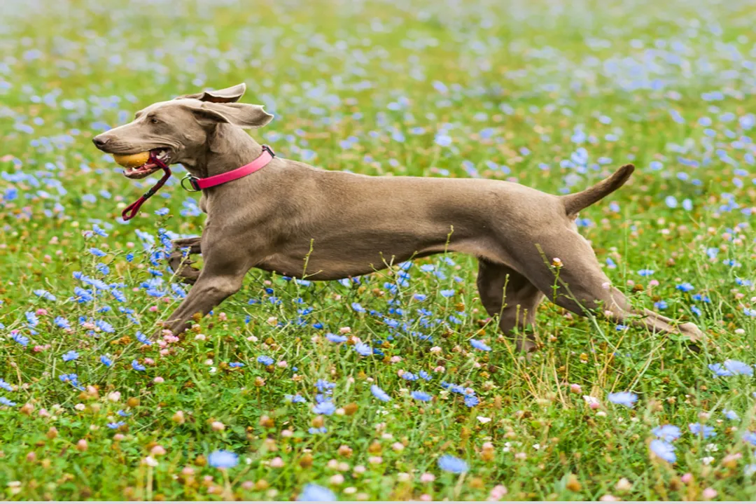 Vizsla Locations, Online Vetting