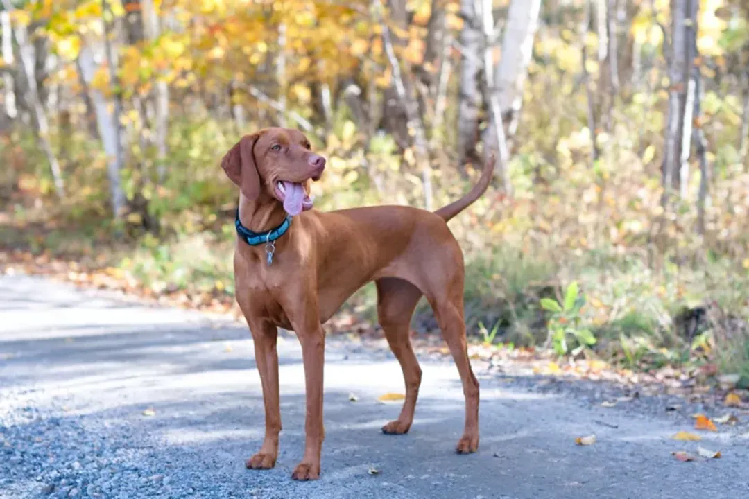 Vizsla Physical Characteristics, General Build