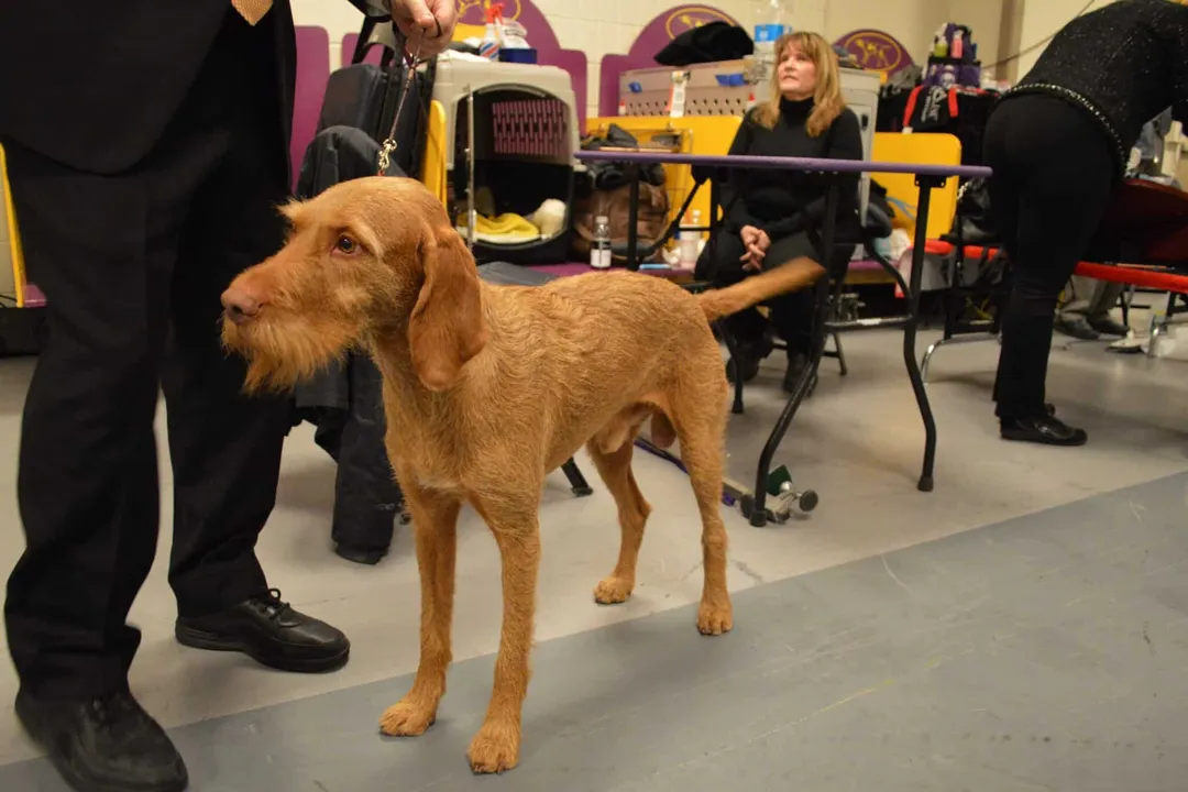 Vizsla Scientific Classification, Domestic Status