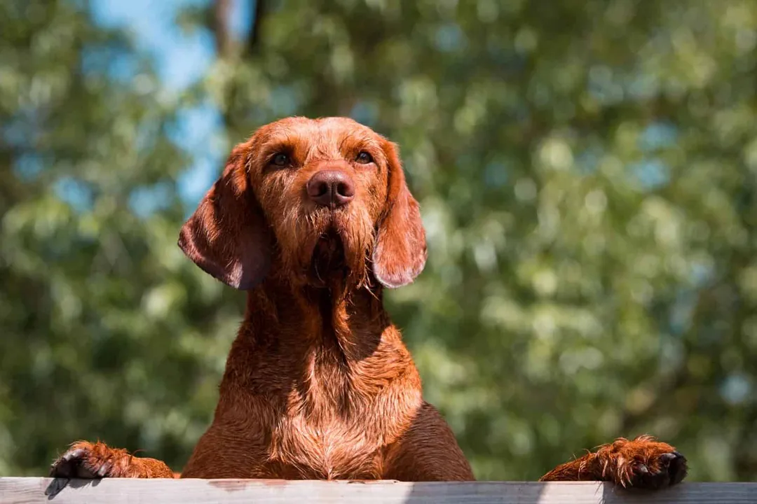 Vizsla Scientific Classification