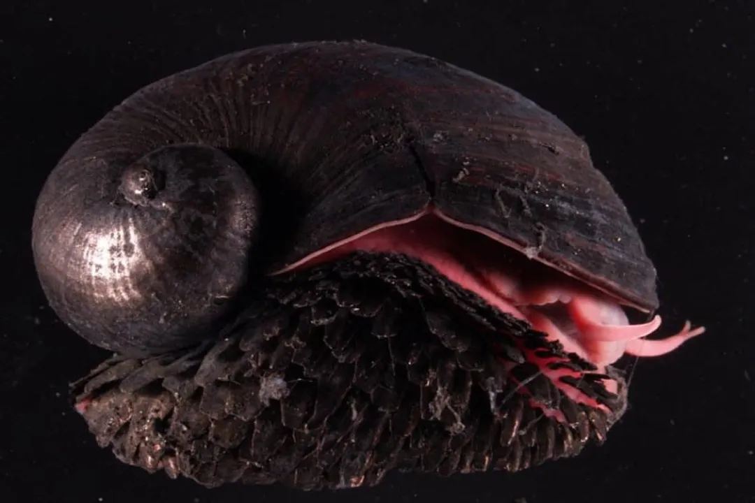 Volcano Snail Facts, Vent Dweller