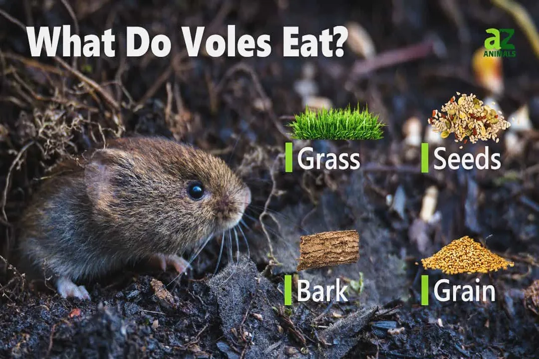 Vole Diet, Subterranean Feeds