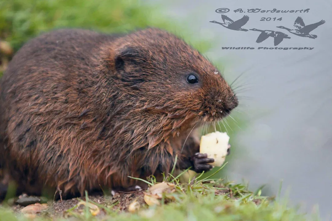 Vole Diet