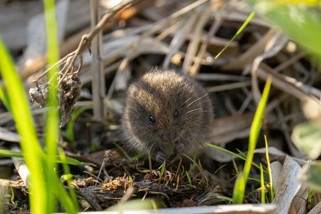Vole Facts