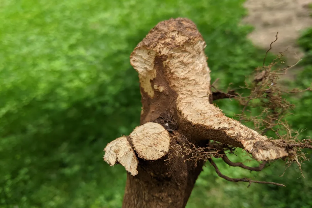 Vole Locations, Identifying Field Signs