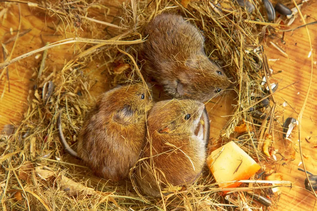 Vole Physical Characteristics